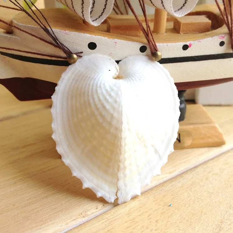 Раковины моллюсков стыковой сварки типа морских раковин природных ремесла