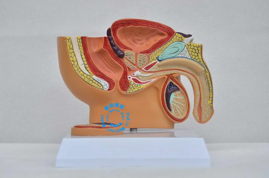 Бесплатная доставка модель мужской тазовой полости стимуляции простаты для