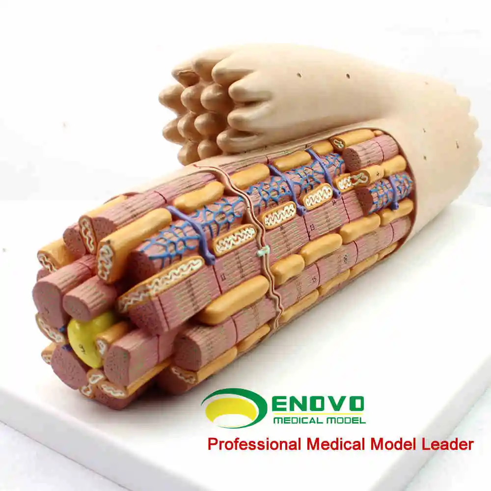 

Anatomical model of cardiac muscle tissue structure ultramicrostructure