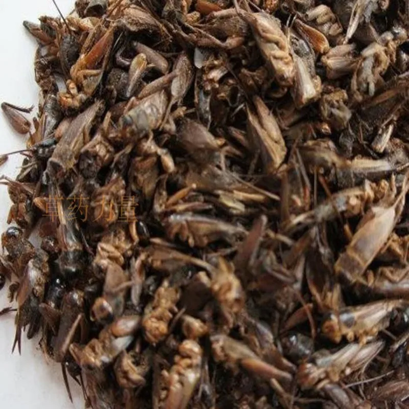 Wild Dry Crickets, 250g/500g/bag, Dry Crickets, Good Quality, Free Delivery