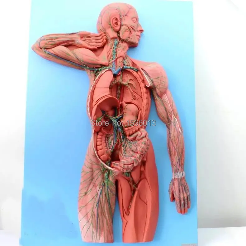 Модель человеческой лимфатической системы|system block|modelismmodel nervous system |