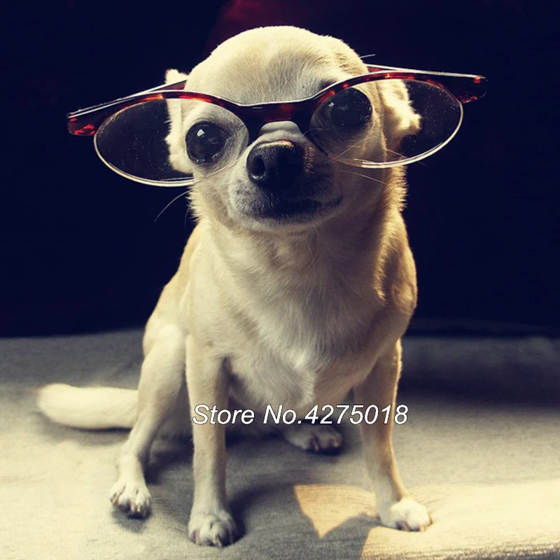 5D алмазная живопись сделай сам вышивка крестиком чихуахуа собака полная