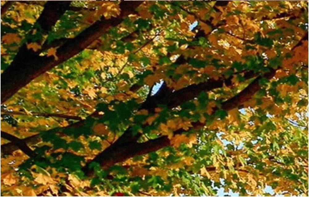 

Custom photo mural 3d room wallpaper picture The autumn tree avenue decoration painting 3d wall murals wallpaper for walls 3 d
