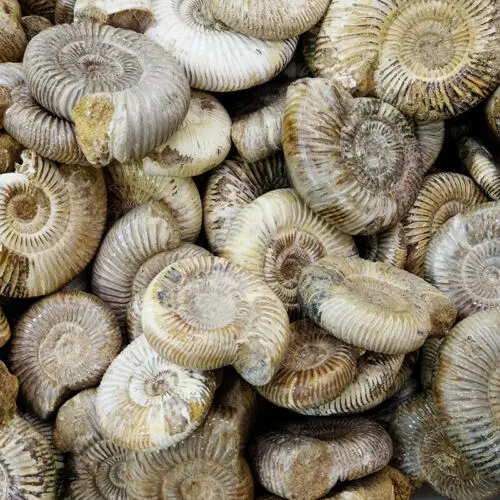 

500g Random Natural White Chrysanthemum Snails Fossil Quartz Crystal Healing