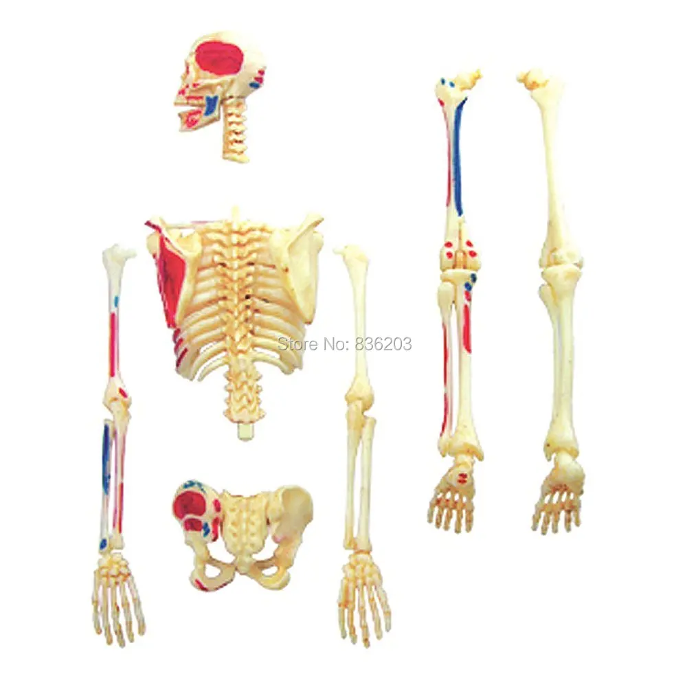 4d master 46 деталей модель анатомии кожи медицинский человеческий череп