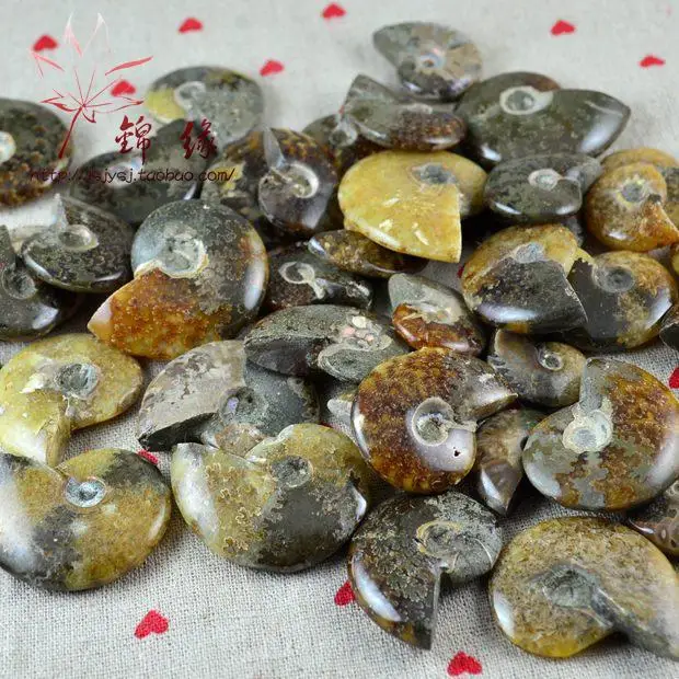 Натуральный нефритовый раковины fossil образец Фен шуй. Украшение дома|decorative