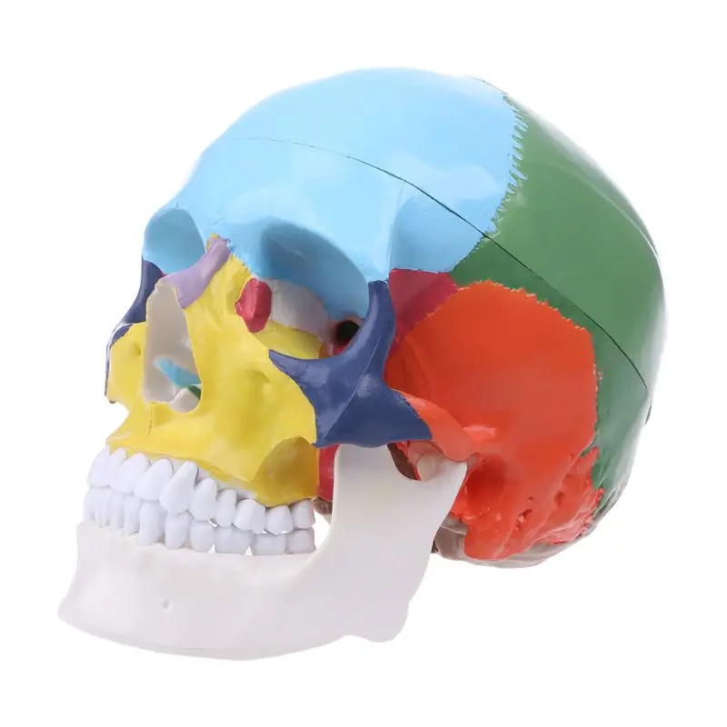 

Life Size Colorful Human Skull Model Anatomical Anatomy Medical Teaching Skeleton Head Studying Teaching Supplies Dropshipping