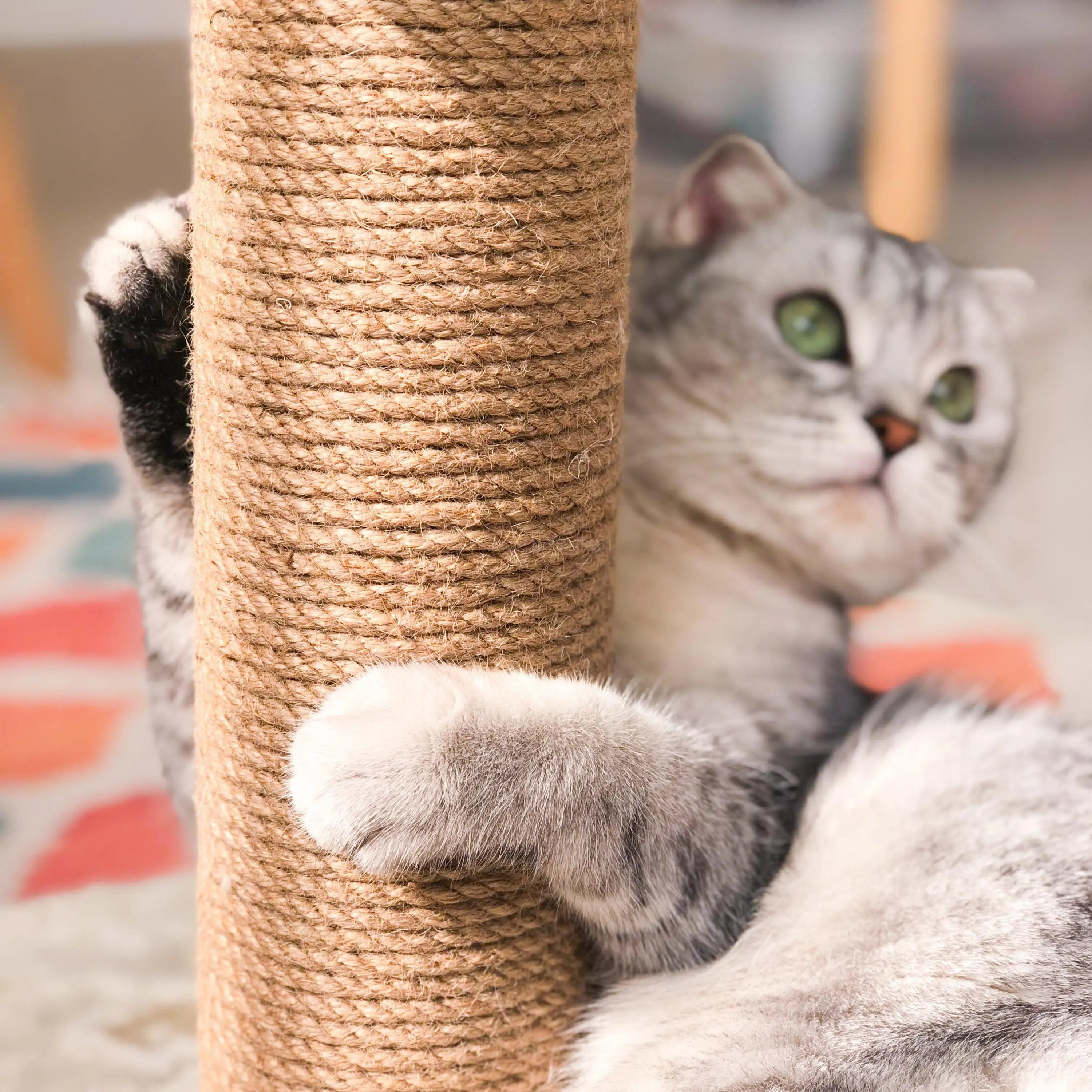 Кокосовое дерево для кошек подъемная рама игрушка кошачий наполнитель