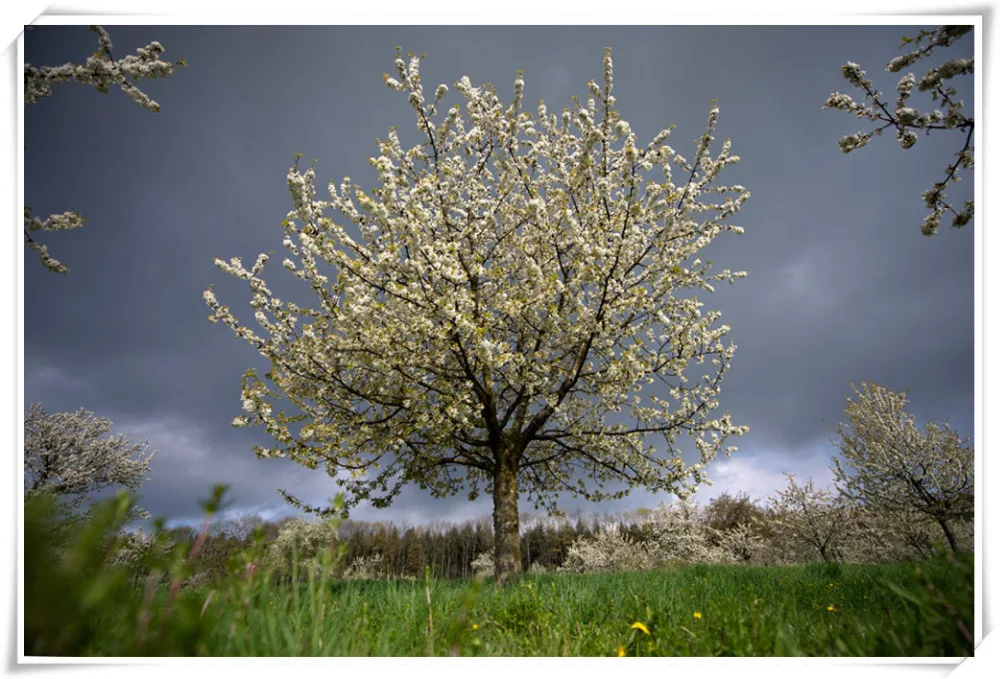 Домашнее украшение 5d алмазная живопись сделай сам популярная Алмазная Вышивка