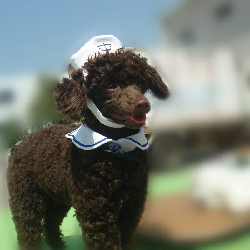 Набор морских кошачьих и шальных костюмов для кошек собак шапка ошейник галстук