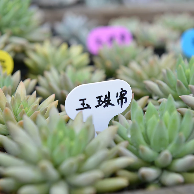 100 шт Пластиковые много цветов Т образные этикетки для детских садов цветочный