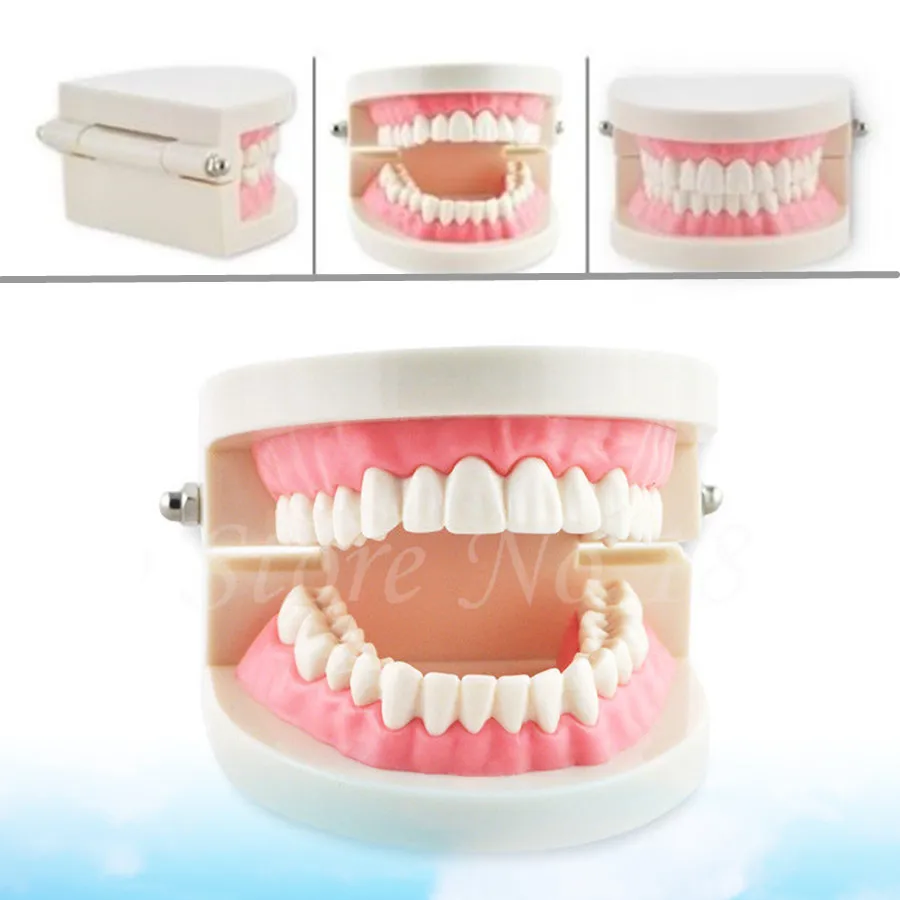 Portable New Dentist Dental Teeth Model Tooth for Medical Science Teaching Promotion | Канцтовары для офиса и дома