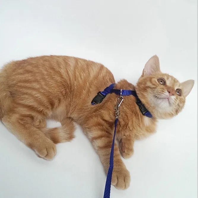 1 шт. нейлоновая поводок для собак и кошек|cat harness|cat harness and leashcat leash |