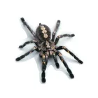 Автомобильная универсальная 2019 Популярная 3D ПВХ автомобильная наклейка ящерица скорпион паук стильная фотография наклейка M8617