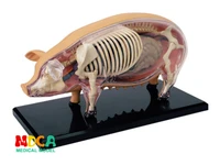 pig 4d master puzzle assembling toy animal biology organ anatomical model medical teaching model