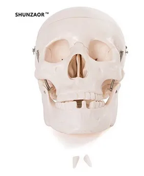 1: 1 Череп модель человеческого скелета кости череп из смолы копия медицинской