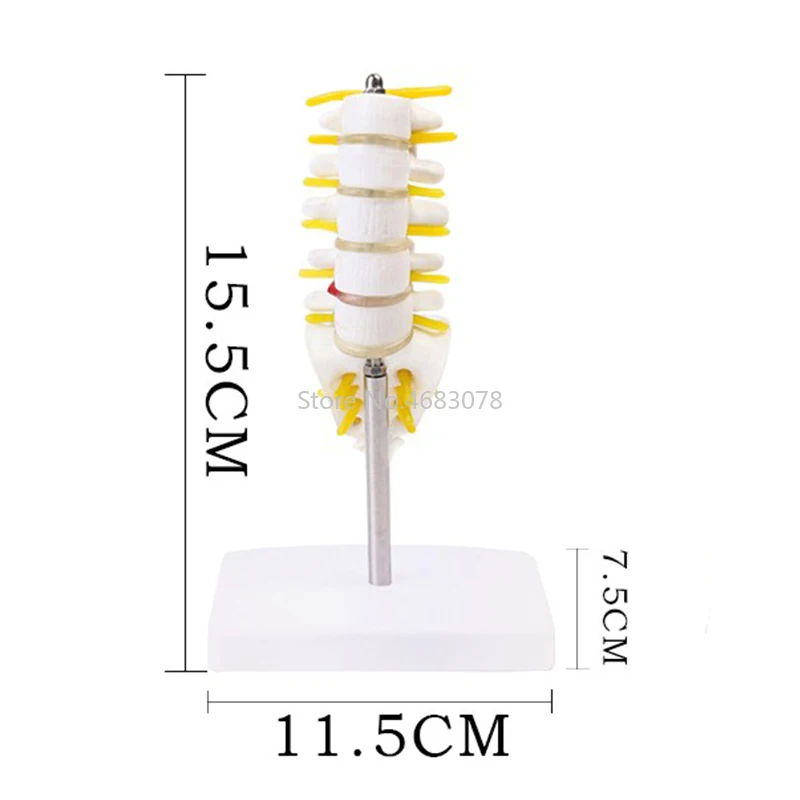 Human Anatomical Lumbar Vertebrae Model Caudal Vertebra Anatomy Medical teaching supplies 15.5x11.5x7.5cm