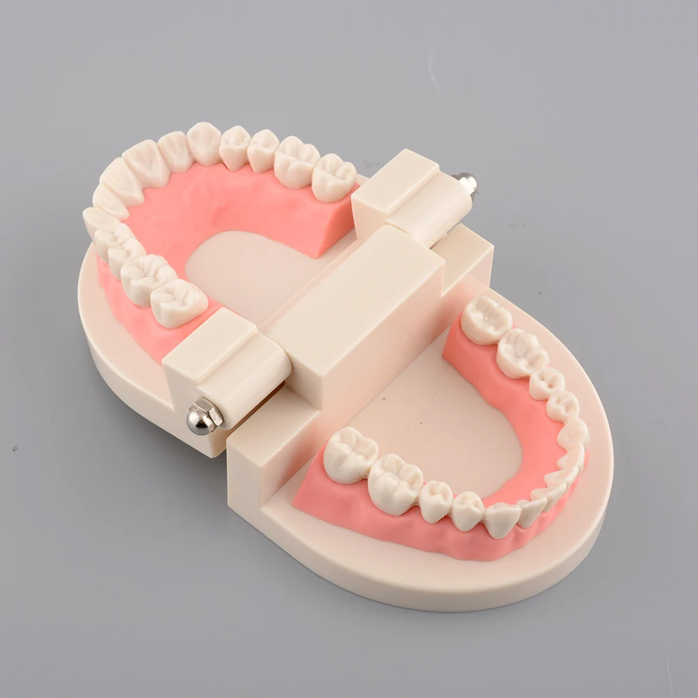 Детские зубы модель Стандартный стоматологический обучения изучения