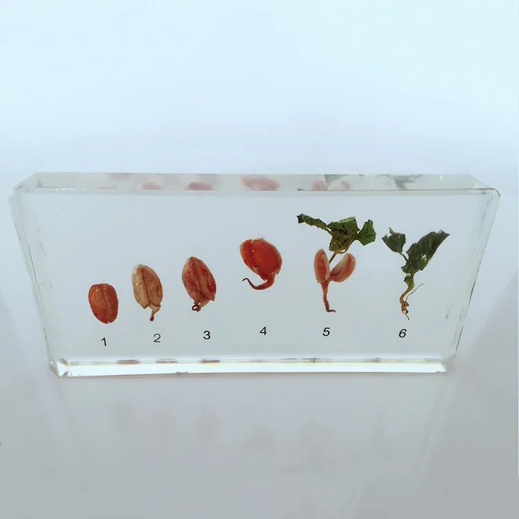 Peanut Germination and Growth Process Embedded Specimen Real Plant History Specimens Models Biology Botany Teaching Aids | Канцтовары