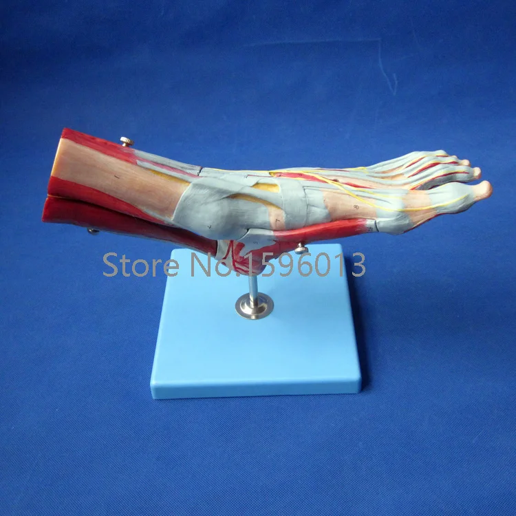 Мышцы стопы с основными сосудами и нервами бриджи стопы|foot care gift set|foot model feetmodel rocket