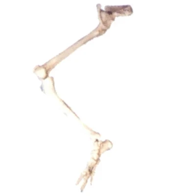 Lower extremity bone hip model Human foot joint skeletal movement system natural size free shipping