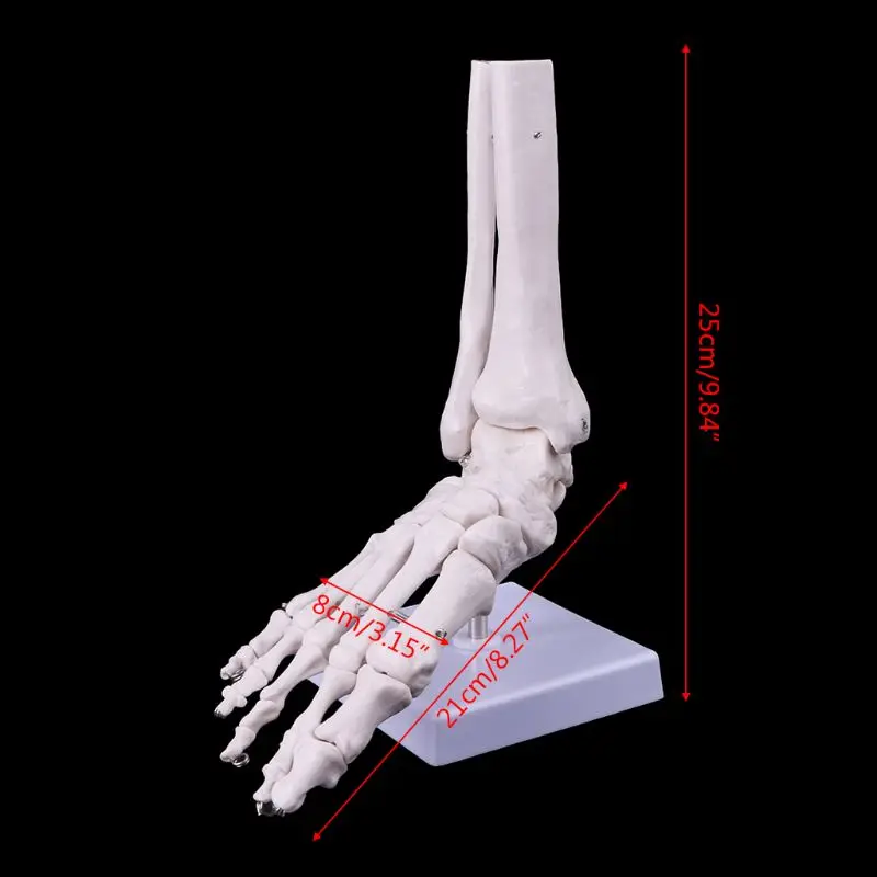 

2019 NEW Life size Foot Ankle Joint Anatomical Skeleton Model Medical Display Study Tool Dropshipping