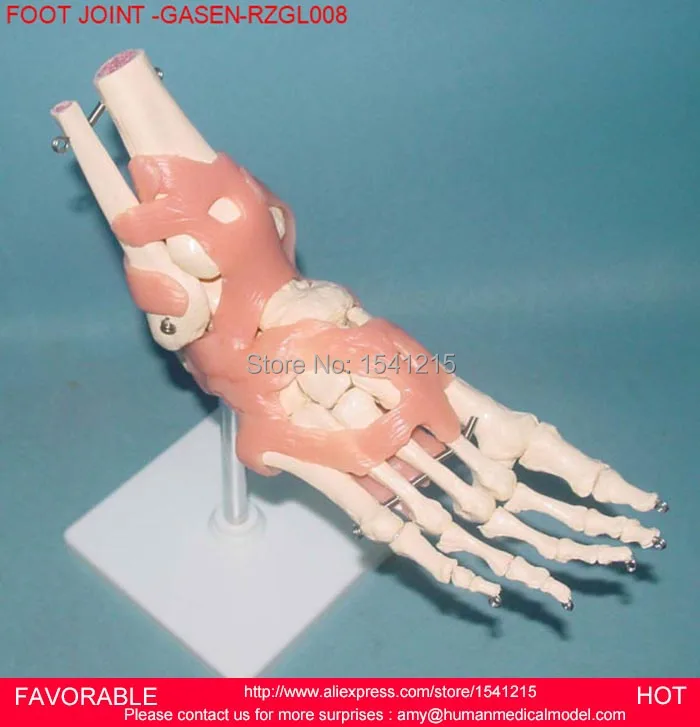 Модель для суставов ног соединительная модель скелета человека кости и суставы