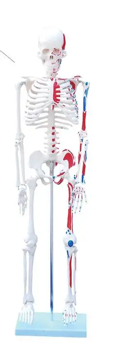 Модель скелета тела структурный Скелет сердце кровеносные сосуды Неврология 85