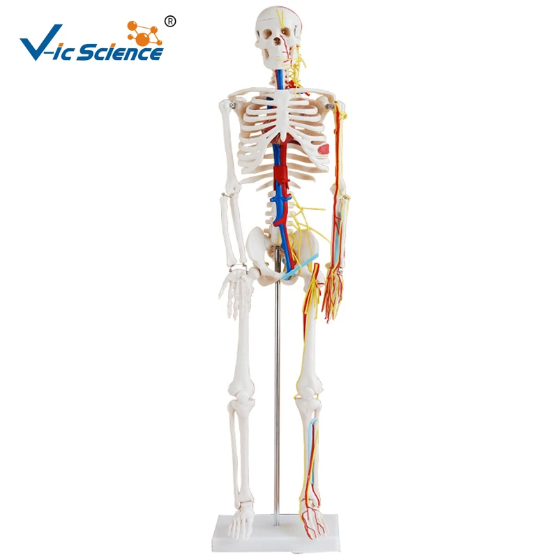 Medical Science 85cm Human Plastic Skeleton Model with Heart and Blood Vessel  for Students Teaching