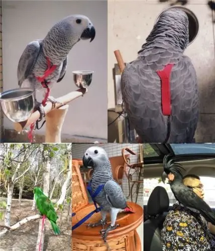 Сверхлегкий шлейф-поводок для летающих тренировок | Дом и сад