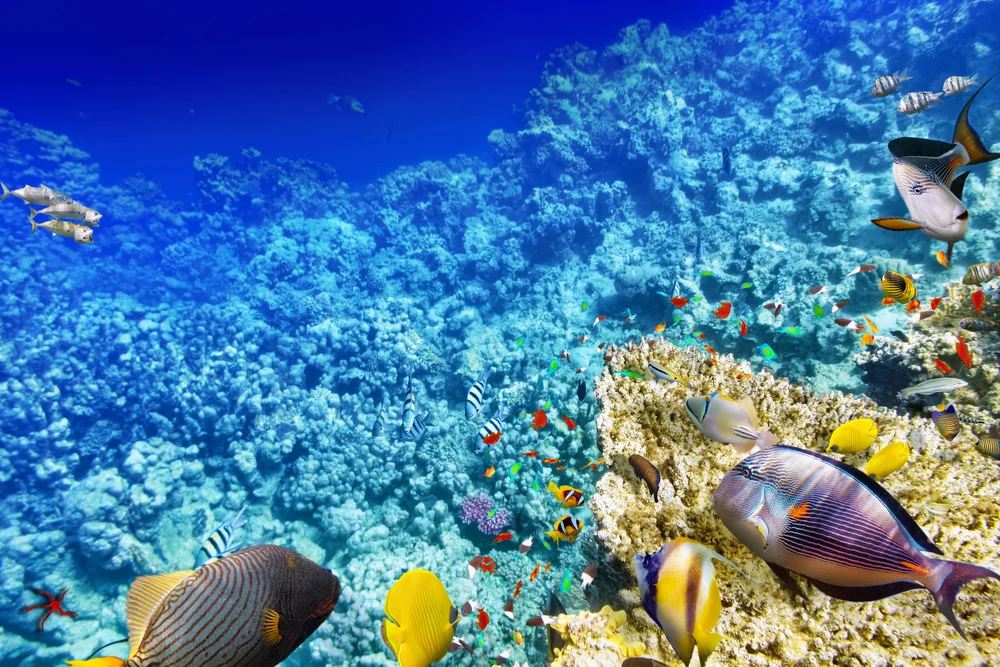 Жизнь Волшебная коробка фотография под морем фон фото телефон для товаров|Фон