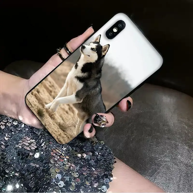 Babaite Animal dog husky Soft Silicone black Phone Case for Apple iPhone 8 7 6 6S Plus X XS MAX 5 5S SE XR Cover | Мобильные
