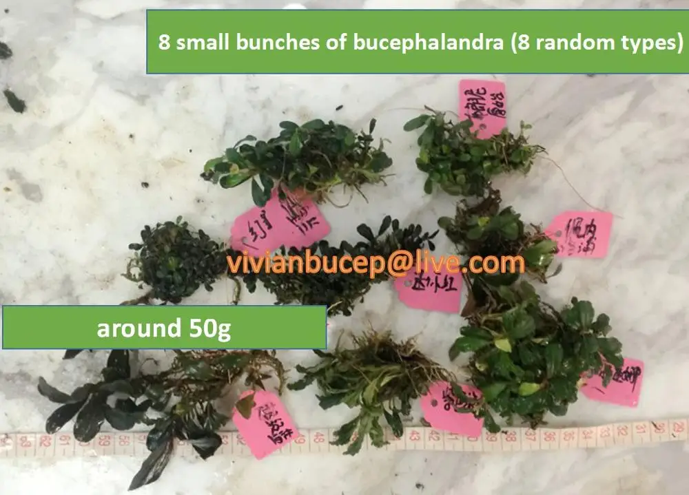 8 small bunches 50G 100 г Bucephalandra Sp., живые водные растения, редкие водные растения, экспресс - Цвет: 8 small bunches 50G