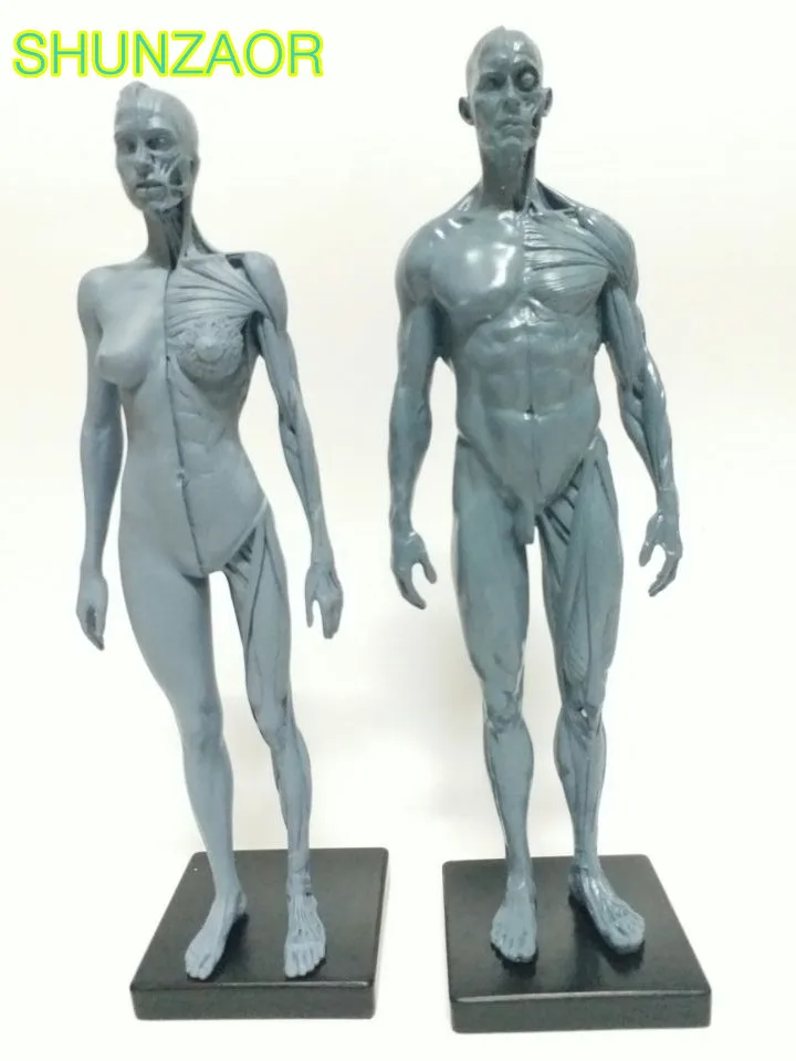 Человеческий набор для анатомии череп и мозги Скелет стоматологическая камера