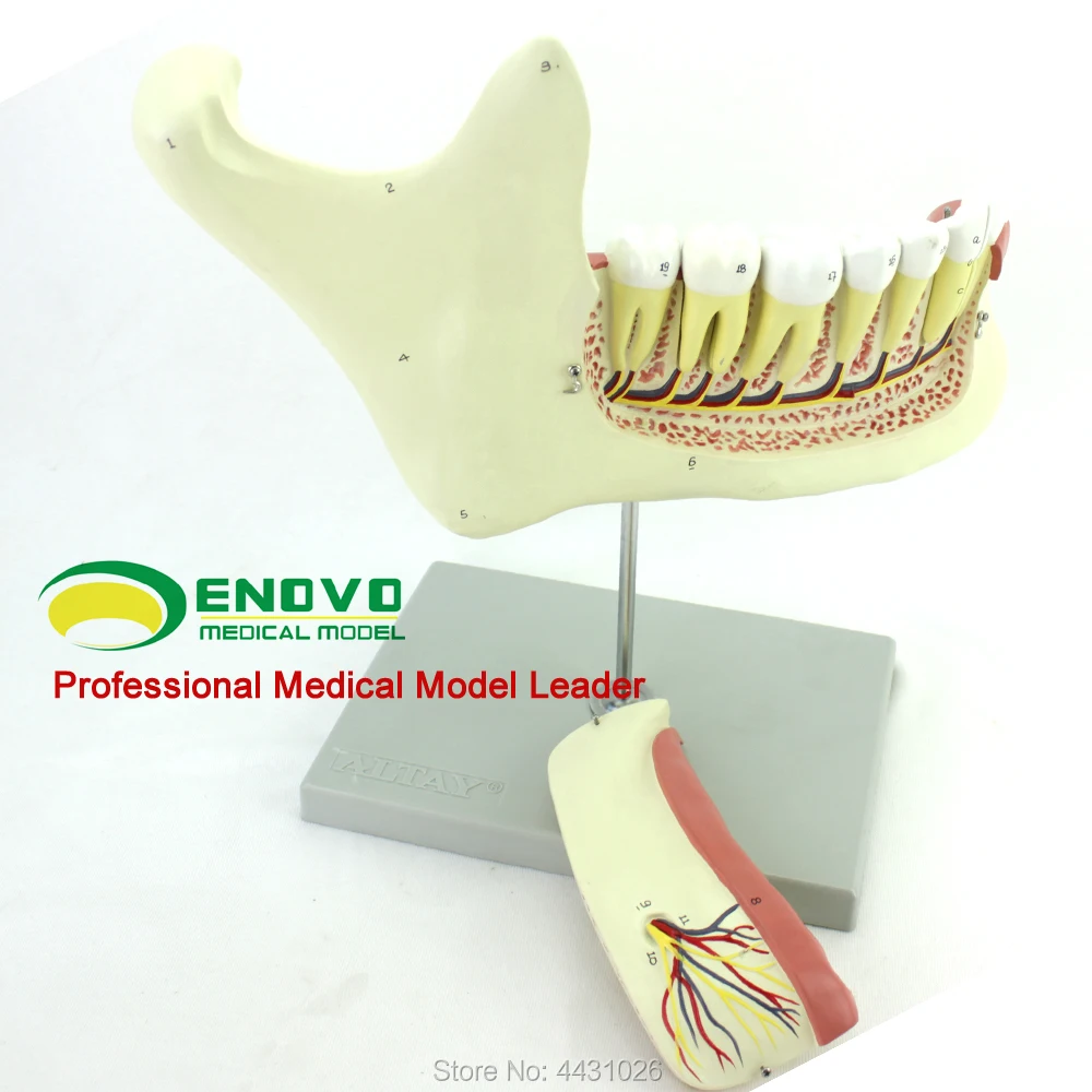 Эново анатомическая модель mandible | Канцтовары для офиса и дома