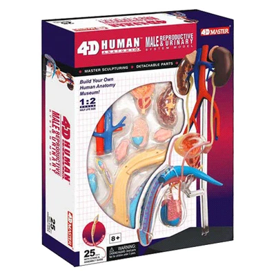 Модель анатомии человеческого тела Мужская репродуктивная планета | Канцтовары