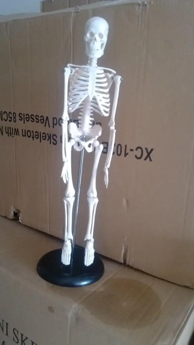 45 см модель человеческого скелета съемная анатомическая решение | Канцтовары для