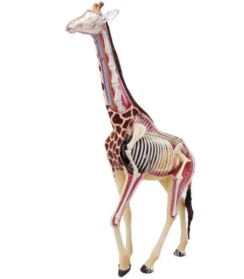 4D Master giraffe specimen internal organs bone anatomical assembly model