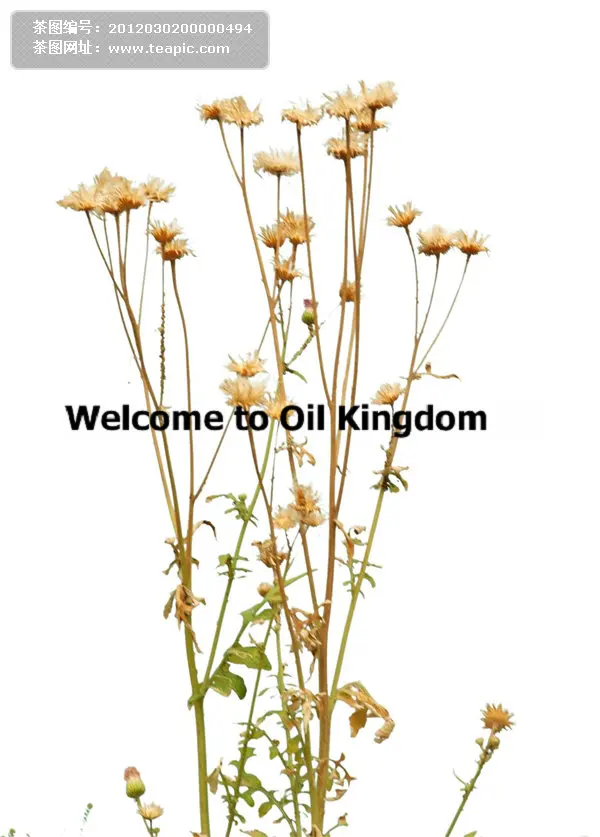 Оптовая продажа! Масло для ухода за кожей 100% чистые растительные лекарственные