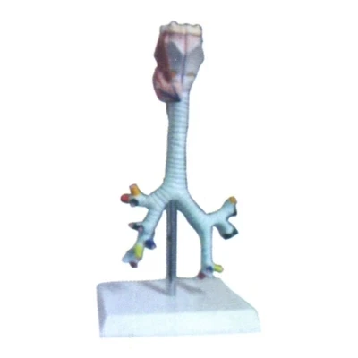 Throat, tracheal, bronchial and segmental bronchial anatomical models Human bronchial model 35*17.5*7cm free shipping