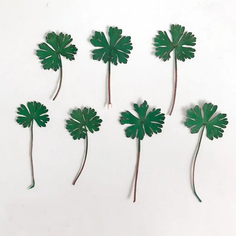 

120pcs Pressed Dried Centella Asiatica Extract Leaves Plants Herbarium For Jewelry Pendant Bracelet Earrings Making Accessories