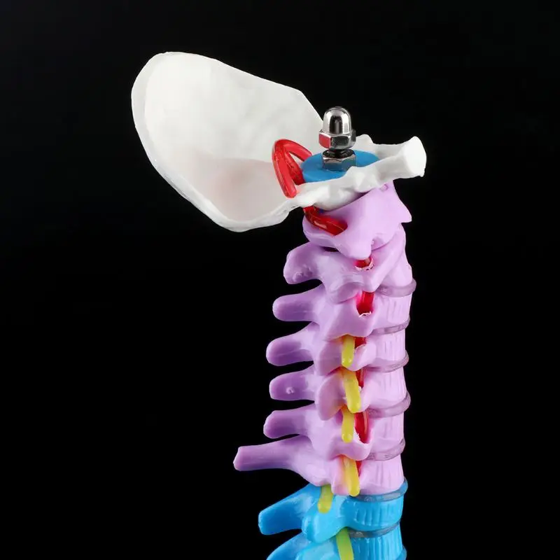 45cm Removable Human Spine Model Spinal Column Vertebral Lumbar Curve Anatomical Medical Teaching Tool | Канцтовары для офиса и