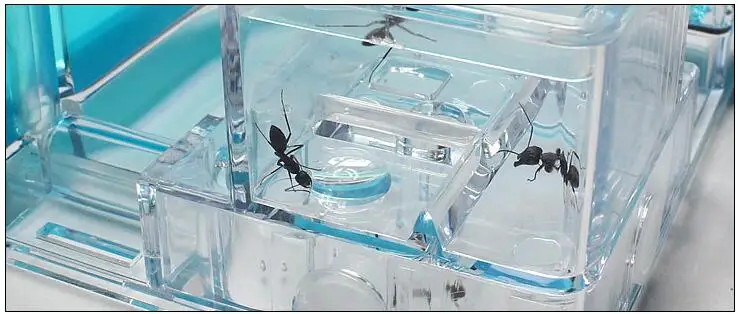 3D ANT ферма вилла домашней мастерской 0 5 кг 120*120*120 мм|Террариумы| |