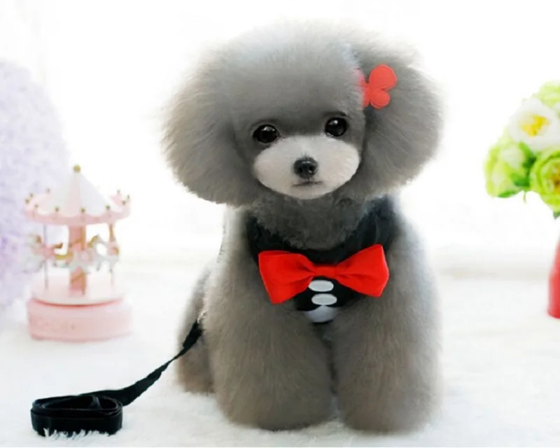 FD84 Бесплатная доставка Красный смокинг с бантом шлейка поводком для домашних