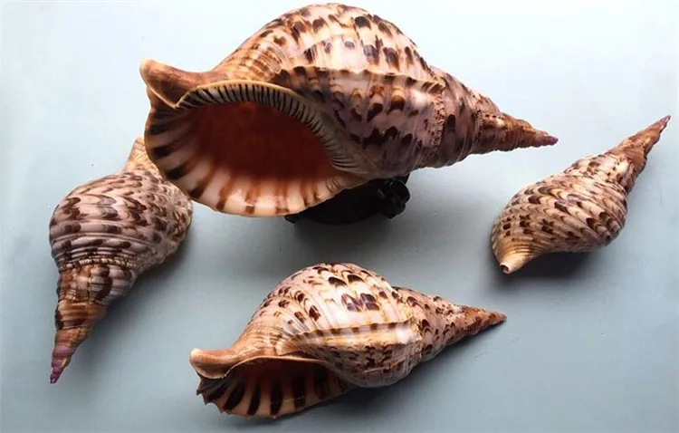 

17-21Cm Cypraecasis rufap Bull's-mouth Helmet Natural Crafts Fish Tank Aquarium Shell Home Wedding Decoration