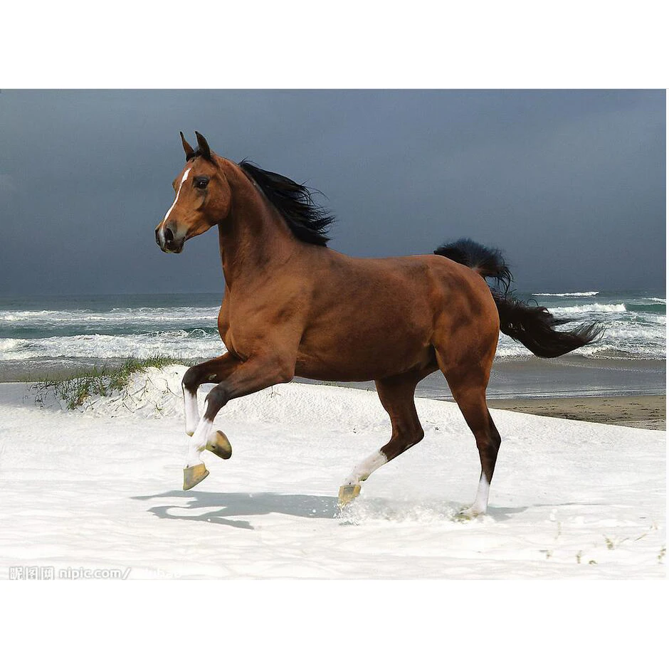 Diy искусственная Смола животное квадратная алмазная живопись Вышивка 2017 новая