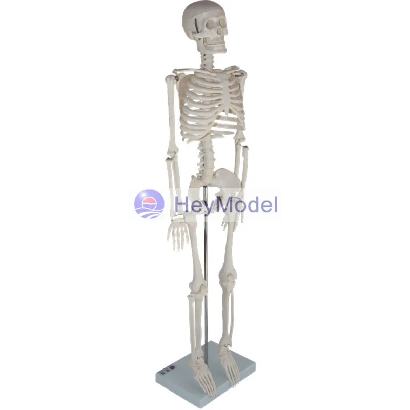 Модель скелета HeyModel из искусственного целого тела|skeleton model|skeletonskeleton body |