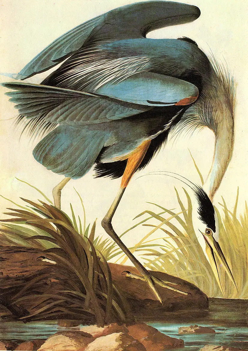 John James Audubon: Великолепная шелковая ткань Blue Heron плакат декоративной живописи 24x36