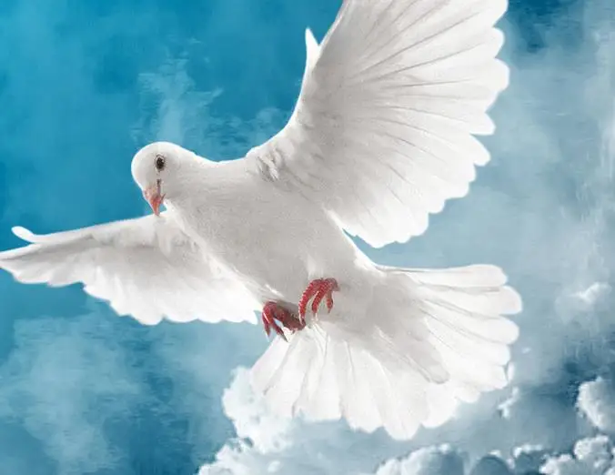 Изображение белого голубя