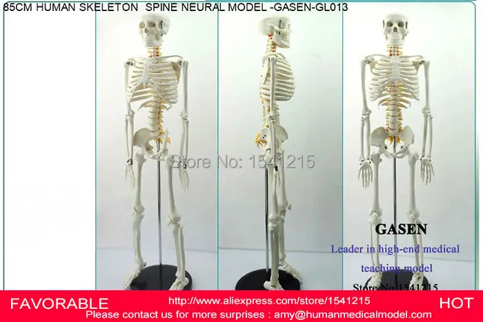 Анатомическая модель скелета анатомическая SKELETON GASEN GL013 человека|model skeleton|skeleton